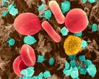 Hemolytic streptococcus quantitative PCR detection kit Hemolytic streptococcus quantitative PCR detection kit
