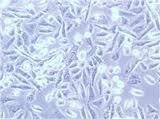 Intestinal Epithelial Cell Line 6 Intestinal Epithelial Cell Line 6