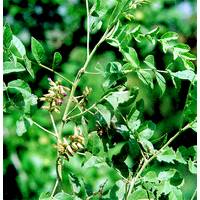 Mono Potassium of Mono Ammonium Salt of glycyrrhizic acid Mono Potassium of Mono Ammonium Salt of glycyrrhizic acid