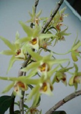 Officinal Dendrobium Stem(Dendrobium officinale Kimura et Migo)