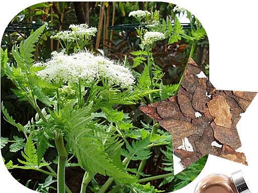 Myrrh Root Extract Myrrh Root Extract