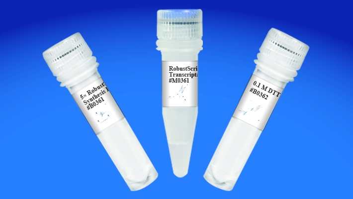 RobustScript II Reverse Transcriptase