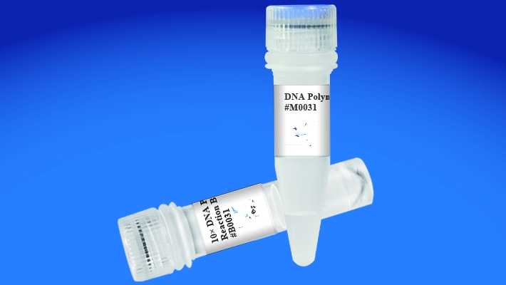 DNA Polymerase I (E.coli)