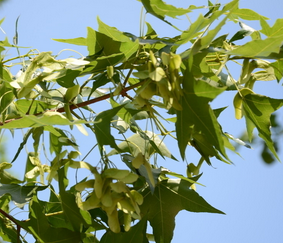 Acer Truncatum Seed Extract
