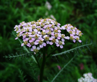 Achillea Millefolium Extract