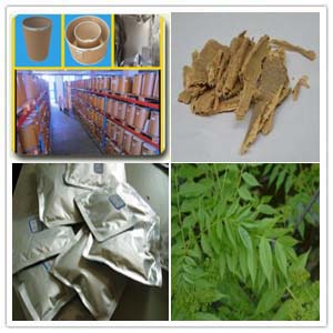 Ailanthus Altissima Extract Ailanthus Altissima Extract