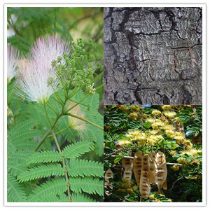 Albizia lebbeck Extract Albizia lebbeck Extract