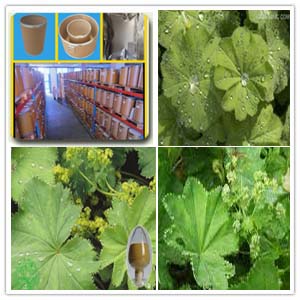 Alchemilla vulgaris Extract Alchemilla vulgaris Extract