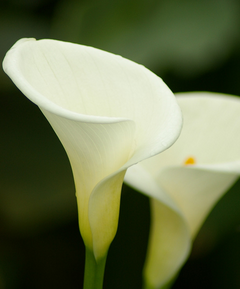 Alocasia Macrorrhiza Extract