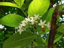 Amomum sabulatum extract Amomum sabulatum extract