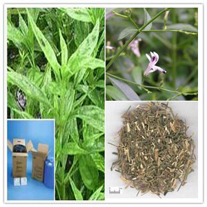 Andrographis Paniculata Extract Andrographis Paniculata Extract