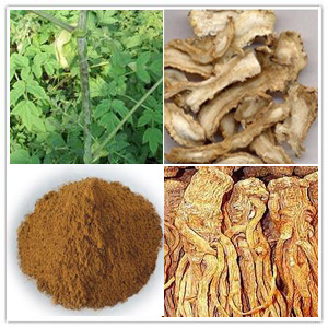 Angelica Extract Angelica Extract