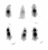 Annexin V Unlabeled Recombinant Protein