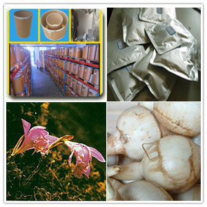 Appendiculate Cremastra Pseudobulb Extract Appendiculate Cremastra Pseudobulb Extract