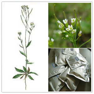 Arabidopsis extract Arabidopsis extract