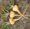 Argyreia speciosa & Maca Argyreia speciosa & Maca