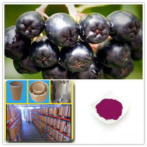 Aronia chokeberry Extract