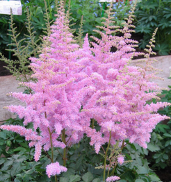 Astilbe Chinensis Extract