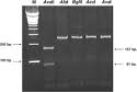 AvaII restriction enzymes