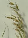 Avena sativa Avena sativa