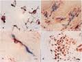 Avidin Reagents Avidin Reagents