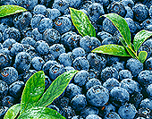 BLUEBERRY LEAF POWDER EXTRACT BLUEBERRY LEAF POWDER EXTRACT