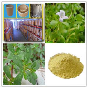 Bacopa monniera extract Bacopa monniera extract