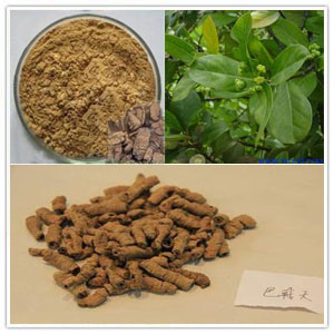 Bacopin Extract Bacopin Extract