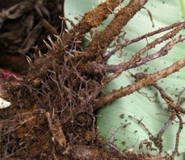 Banana Root Extract Banana Root Extract