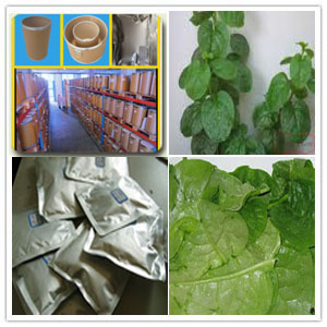 Basella Alba extract Basella Alba extract