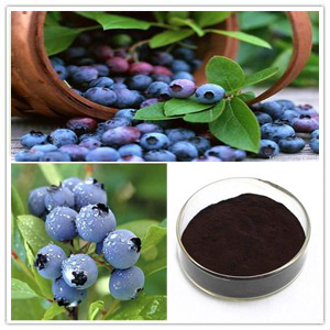 Bilberry Extract