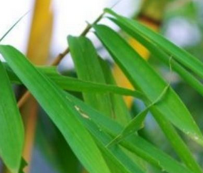 Bitter Bamboo Leaf Extract