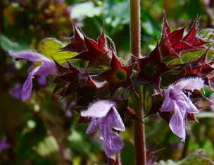 Black Horehound Extract