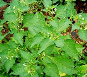 Black Nightshade Herb Extract