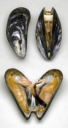Bluemussel