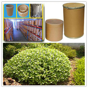 Boldo Extract Boldo Extract