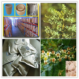 Boswellia Sorrata Extract Boswellia Sorrata Extract