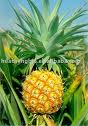 Bromelain