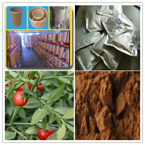 Butcher´s broom extract Butcher´s broom extract