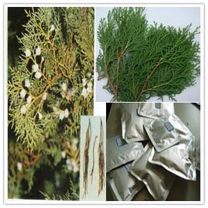 Cacumen Platycladi extract Cacumen Platycladi extract