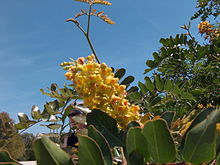 Caesalpinia spinosa Caesalpinia spinosa