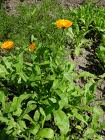 Calendula officinalis tincture