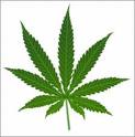 Cannabis Cannabis