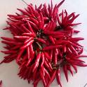 Capsicum red pigment Capsicum red pigment