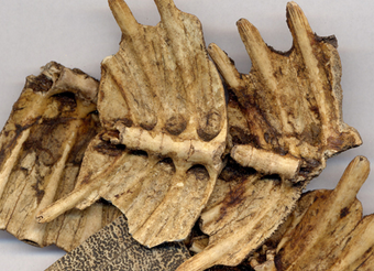 Carapax Trionycis Extract