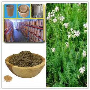Carum carvi extract Carum carvi extract