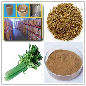 Celery Seed Extract