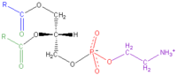 Cephalin Cephalin