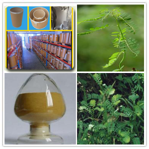 Chanca Piedra whole herb