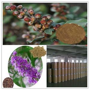 Chaste Tree Extract Chaste Tree Extract